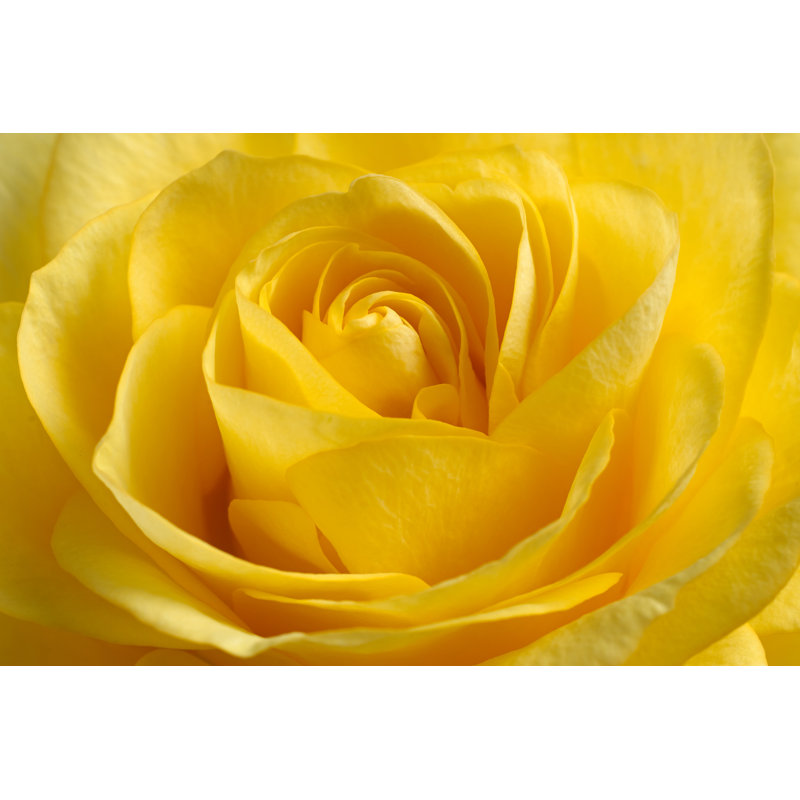 Rose jaune - photographie sur toile, H 8 po x l 12 po