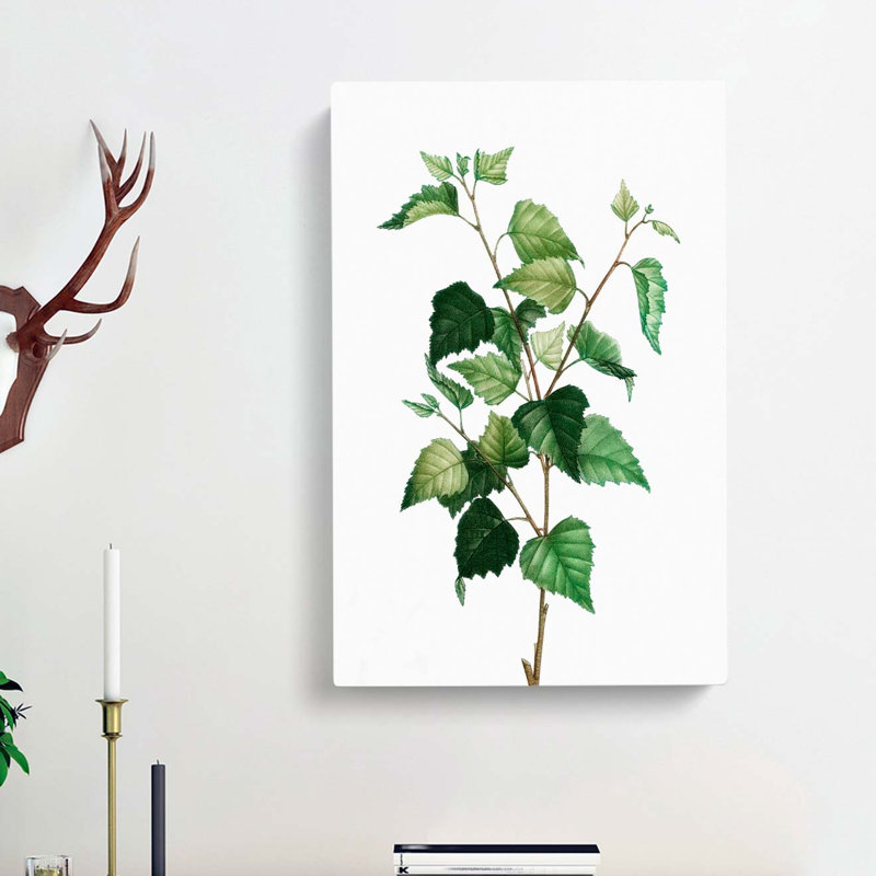 Silver Birch Tree Branch by Pierre-Joseph Redoute - Wrapped Canvas Painting, 50cm H x 35cm W x 3cm D