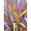 Swords Of Nature Print by Drew Gaffney-1182142042
