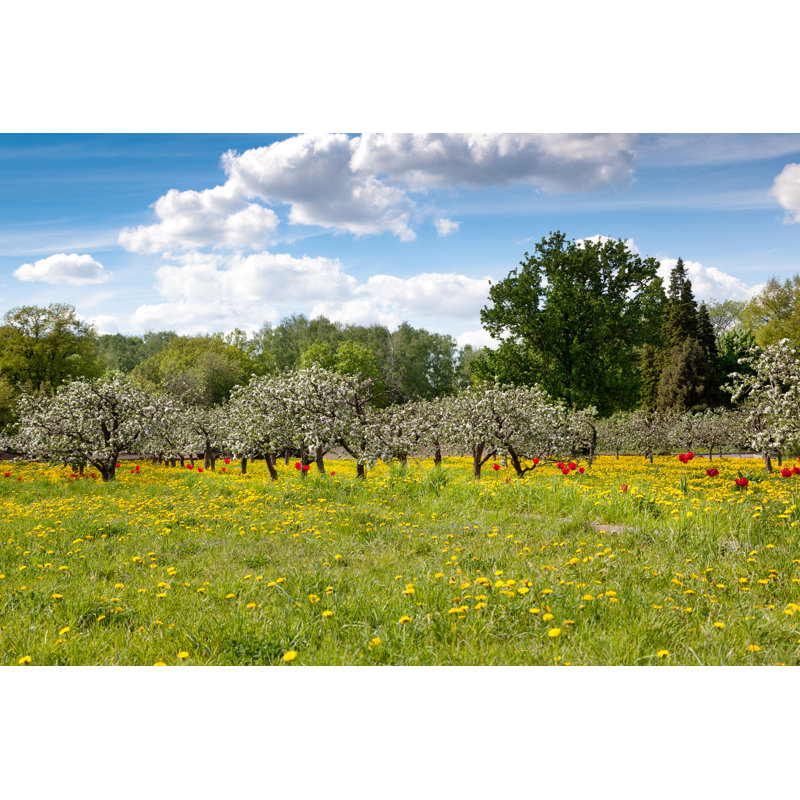 Flowering Trees, Spring, Flowers, Beauty by Olezzo - Wrapped Canvas Print, 20cm H x 30cm W