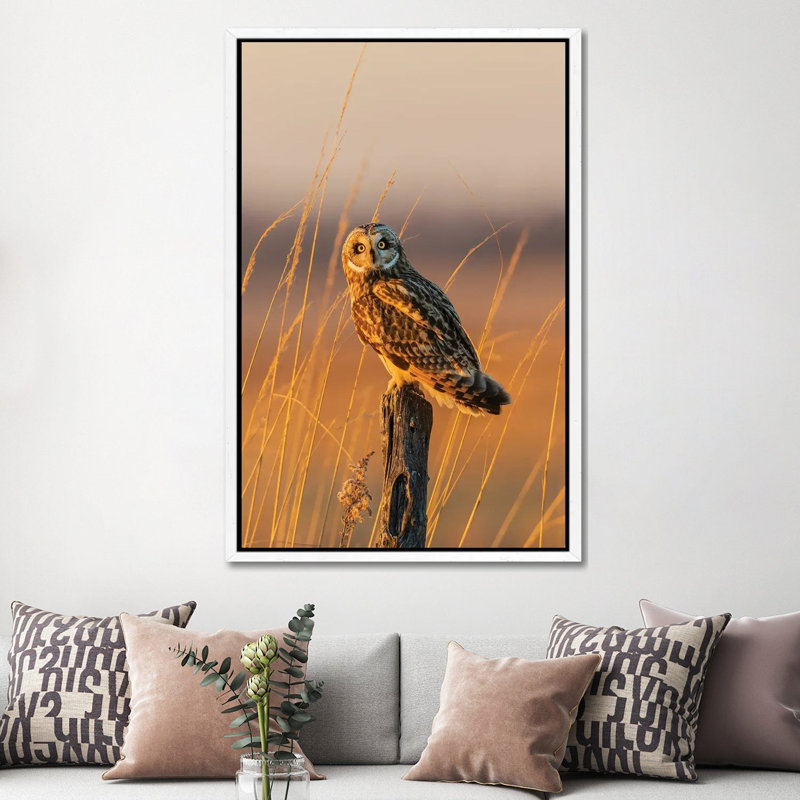 Short-Eared Owl Perched On Fence Post, Prairie Ridge State Natural Area, Marion County, Illinois. by Richard & Susan Day - Gallery-Wrapped Canvas Giclée on Canvas