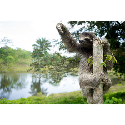 Andzela " Sloth In The Jungle " by Adam_C_King
