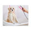 «Cute Maltese Bath», art mural sur toile-1378124745