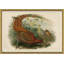 Pheasants From Gould's Birds Of Australia 15 Giclee Print