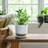 Balmer Ceramic Saucer Planter with Ribbed Texture-2120804517-2031590491