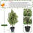 Artificial Norfolk Pine Tree