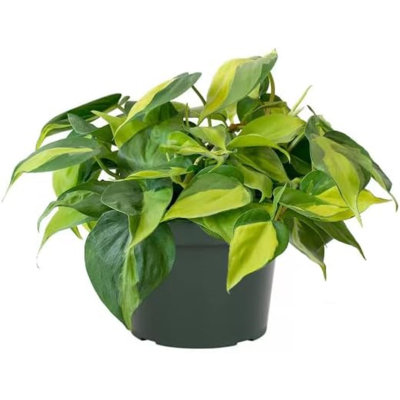 Low Light American Plant Exchange Philodendron Brasil, Live Vining Plant, 6-Inch Pot, Tropical Indoor Houseplant