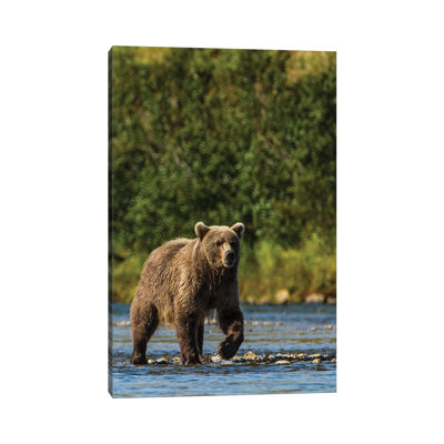 " Grizzly Or Brown Bear (Ursus Arctos), Moraine Creek (River), Katmai NP And Reserve, Alaska " by Michael DeFreitas