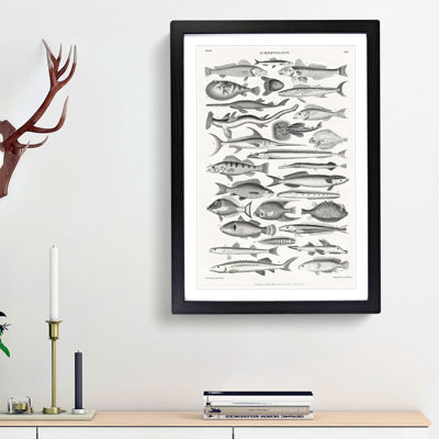 Study of Fish LXL by Oliver Goldsmith - Framed Print