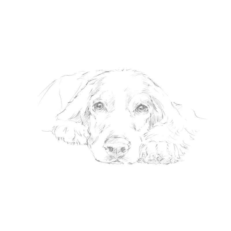 Lazy Dog II by Ethan Harper - Drawing, 76 cm H x 51 cm W, Wrapped Canvas