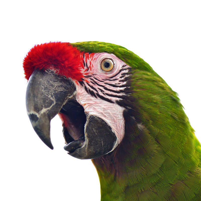 Great Green Macaw - Wrapped Canvas Print, 122cm H x 122cm W