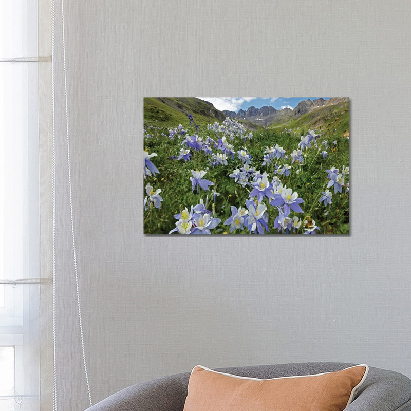 Colorado Blue Columbine Flowers, American Basin, Colorado I 1 Piece Wrapped Canvas Wall Art