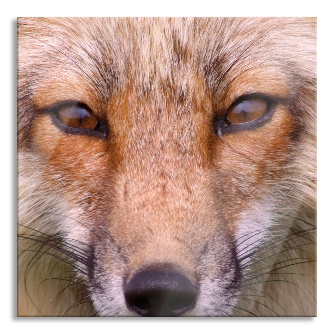 Ungerahmtes Foto auf Glas "Fox Portrait"