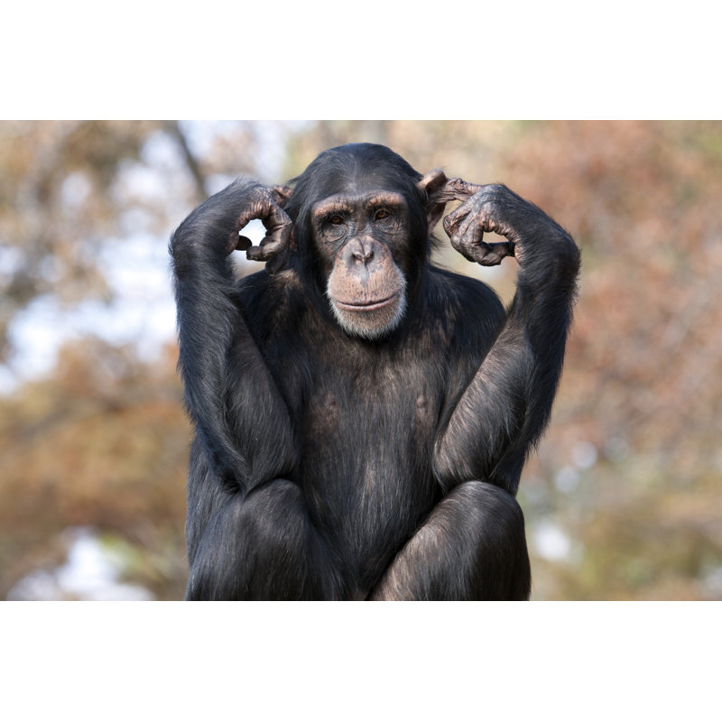 Hear No Evil - Wrapped Canvas Print, 30cm H x 46cm W
