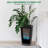 22.5 in Tall Planter Set of 2 Large Rattan Flower Pot with 2 Trays and a Water Level Monitor and Wheels Black-1516417669