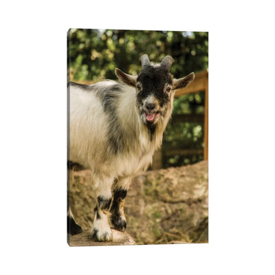 African Pygmy Goat Calling, Issaquah, Washington, USA by Janet Horton - Wrapped Canvas Print