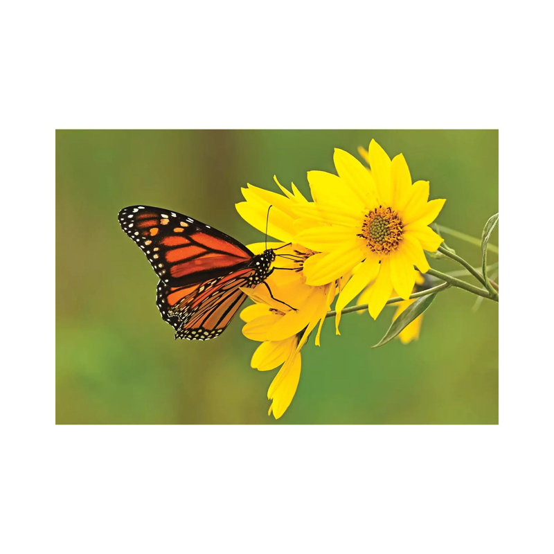Sitting Pretty by Brian Wolf - Wrapped Canvas Print, 66.04 cm H x 45.72 cm W
