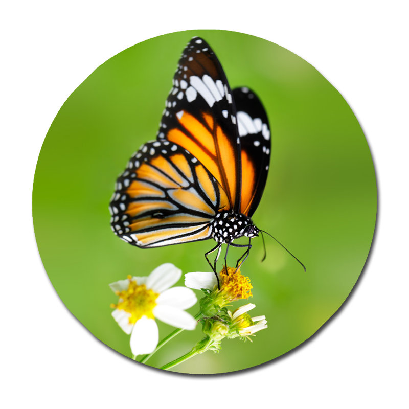 Magnifique papillon - photographie sur acrylique, H 24 po x l 24 po