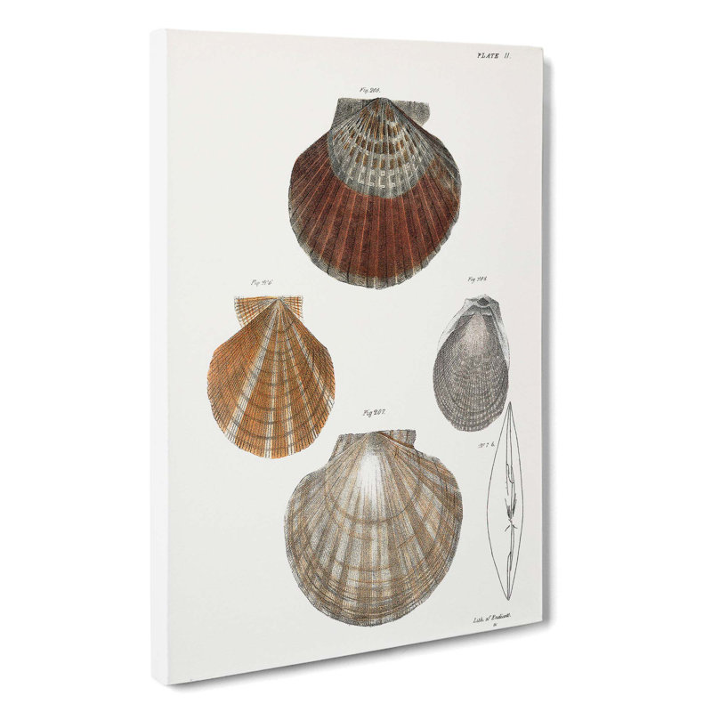 Types Of Seashells PL. 11 by J.E. De Kay - Wrapped Canvas, 60cm H x 40cm W x 3cm D