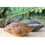 Cacao Cabosse Exotic Heart Scented Novelty Candle-55963742