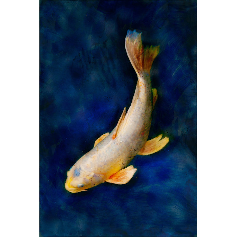 Butterfly Koi - Picture Frame Photograph on Paper , 47" H x 33" W, White Framed