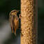 Bird Bath Heater