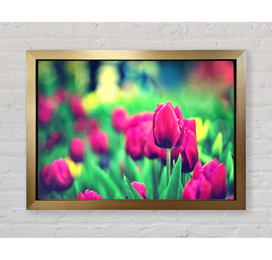 Poster Cerise Tulpen-Gartenblumen