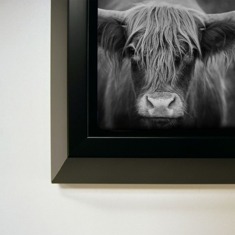 Cow Nose BW
