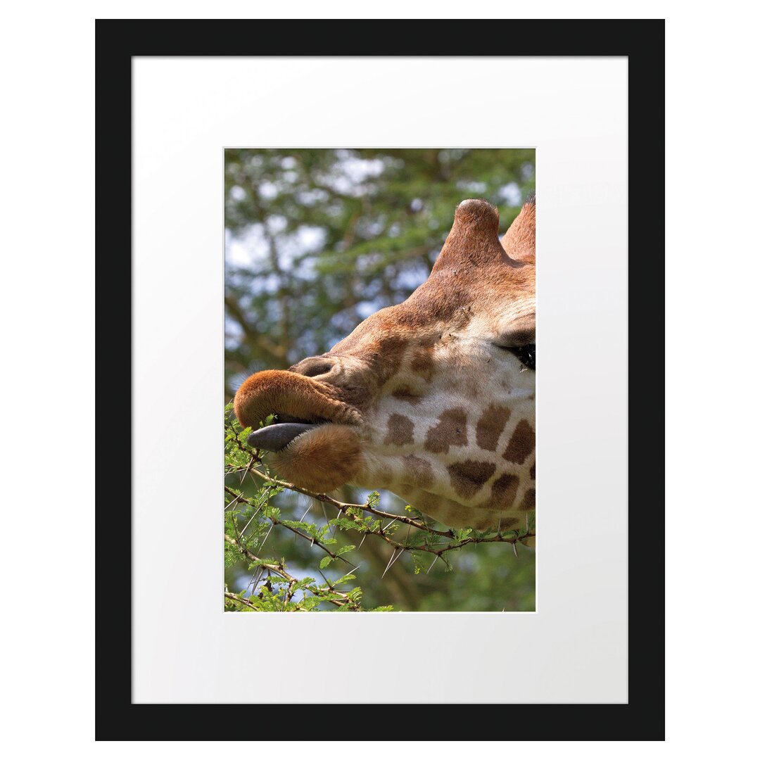 Gerahmtes Poster Niedliche Giraffe beim Fressen