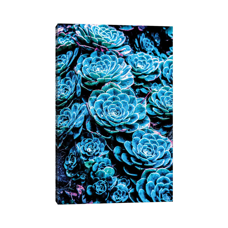 Cactus by Gab Fernando - Wrapped Canvas Print, 20.32 cm H x 30.48 cm W