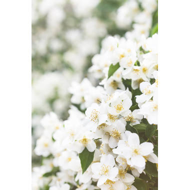 Twisted Jasmine Flowers by Nickkurzenko - Wrapped Canvas Photograph Ebern Designs Size: 48 W x 32 H