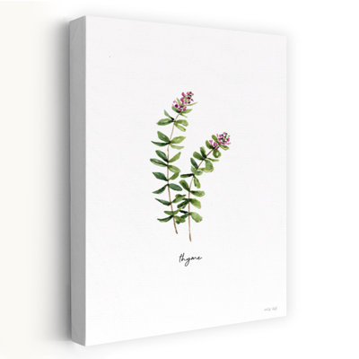 Thym, fines herbes, nature minimaliste, plante, art moderne