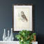 Little Owl Premium encadré mat - prêt à accrocher-1174590364-1174590305