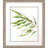 Willow Branch II