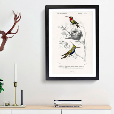 Bird Illustrations PL. 5D by Charles D' Orbigny - Single Picture Frame Painting