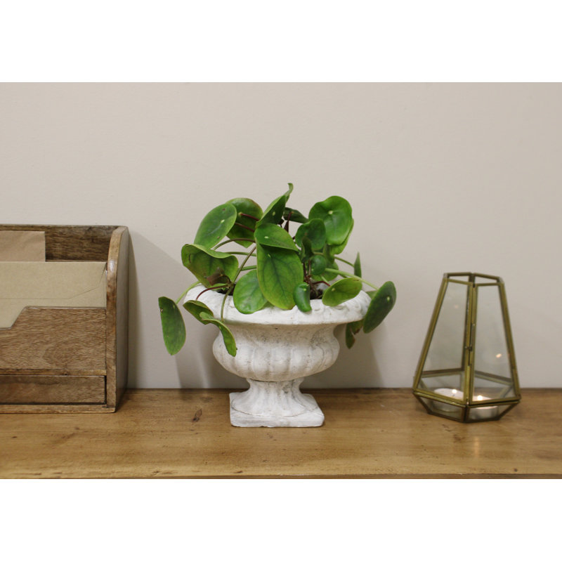 Sunray Urn Planter