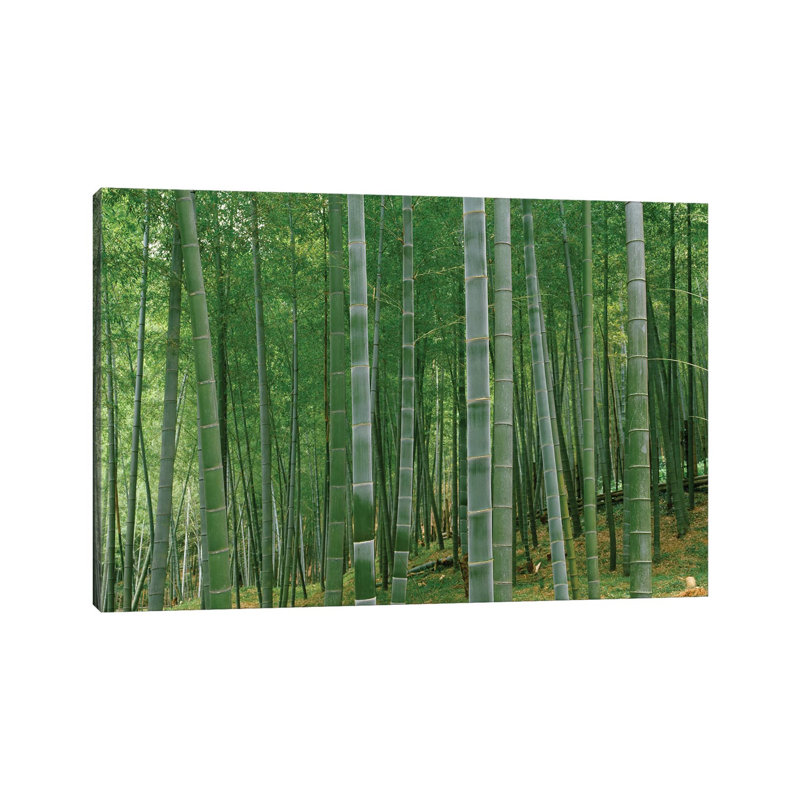 Bamboo Trees In A Forest, Fukuoka, Kyushu, Japan - Wrapped Canvas Print, 20.32 cm H x 30.48 cm W
