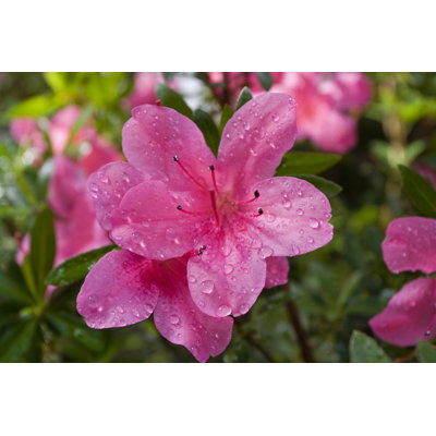 Azalea After A Rain by Mcseem - Wrapped Canvas Print