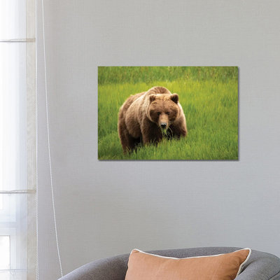 Grizzly Bear Eating Grass, Alaska, USA by George Theodore - Wrapped Canvas Print