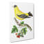 Golden Finch by George Shaw - Wrapped Canvas-55304575