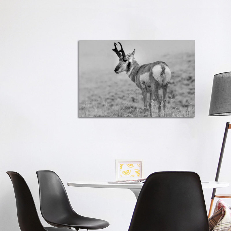 Pronghorn Antelope, Yellowstone National Park, Wyoming - Wrapped Canvas Print, 101.6 cm H x 66.04 cm W x 1.91 cm D