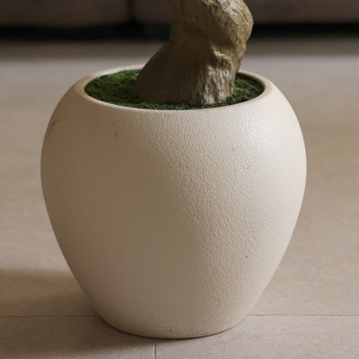 Ashwell Olive Tree in Pot