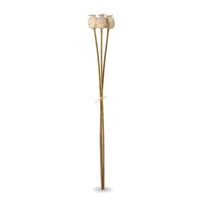 Poppy Pod Bundle, 3 Stems/Bundle