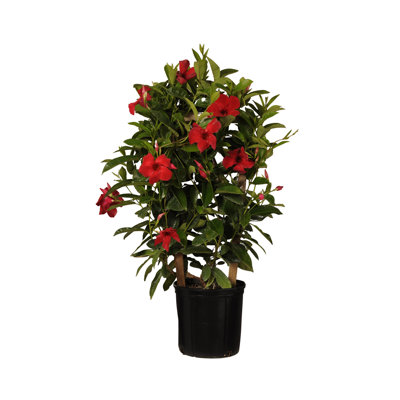 United Nursery Live Plant in Nursery Pot