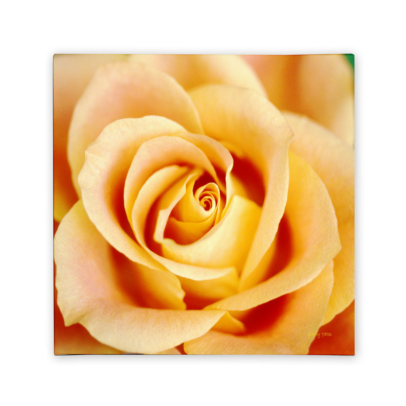 Antique Rose Orange Canvas Print with Hidden Frame