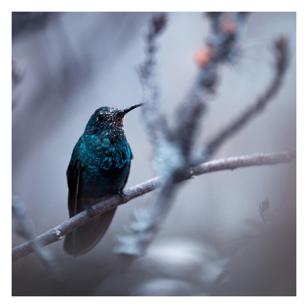 Strukturierte Fototapete Hummingbird in Winter 3,36 m x 336 cm