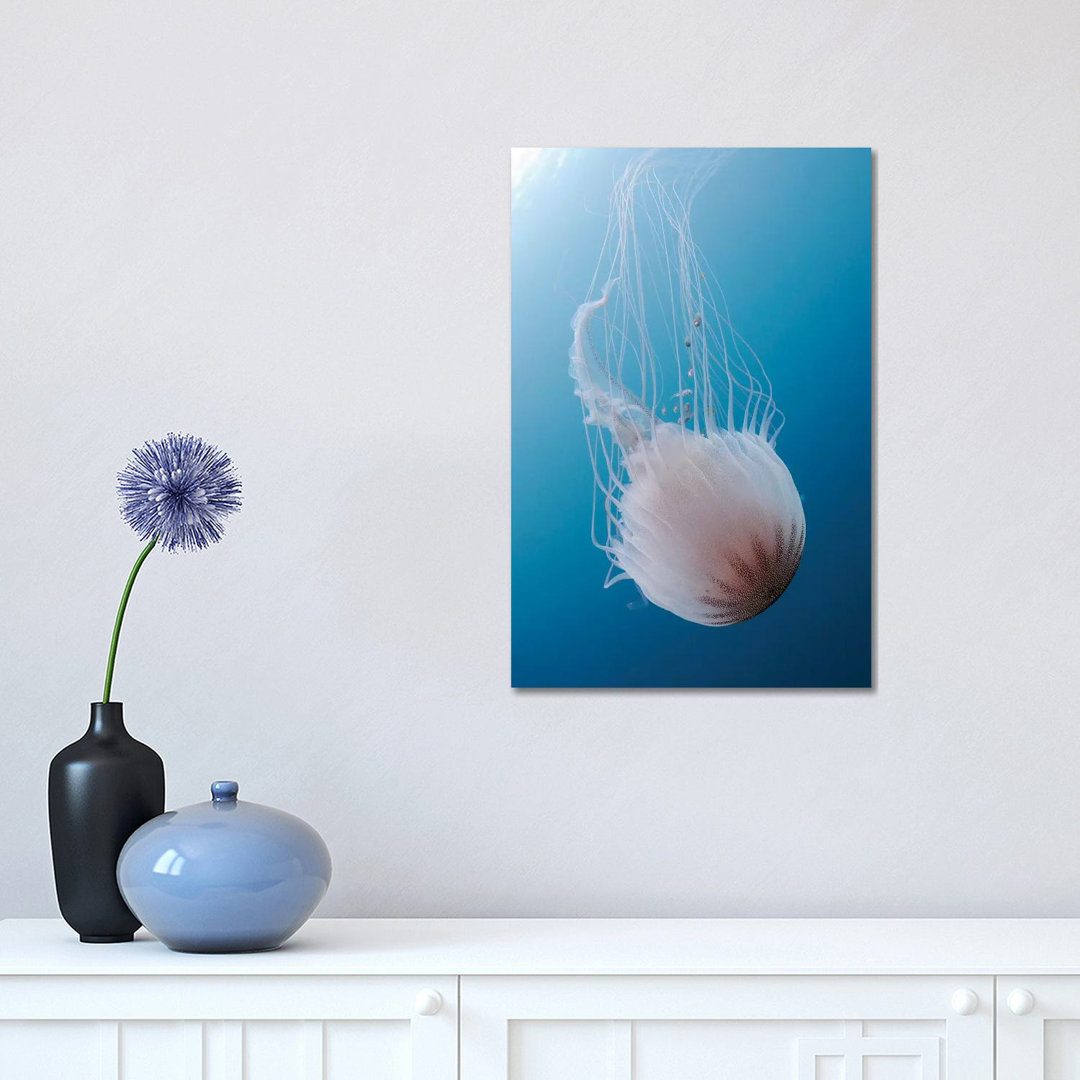 Sea Nettle Jellyfish In Atlantic Ocean II by Karen Doody - Wrapped Canvas Gallery-Wrapped Canvas Giclée