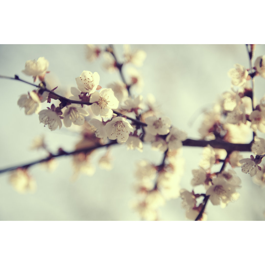 Cherry Blossom von Kangah - Kunstdrucke auf Leinwand