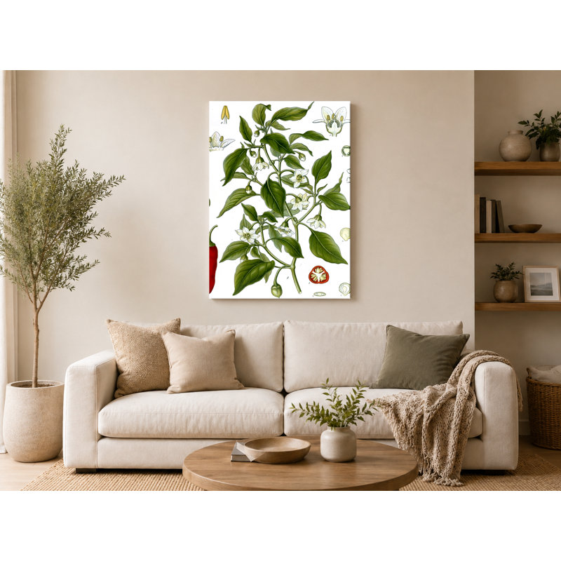 Capsicum annUM (1887) - Portrait, art mural sur toile, 18" W x 12" H