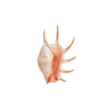 Sea Shell In White IV Print by Sofia Fox